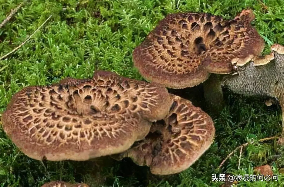 云南人的十种最爱菌，最爱吃的却不一定是松茸(图集)