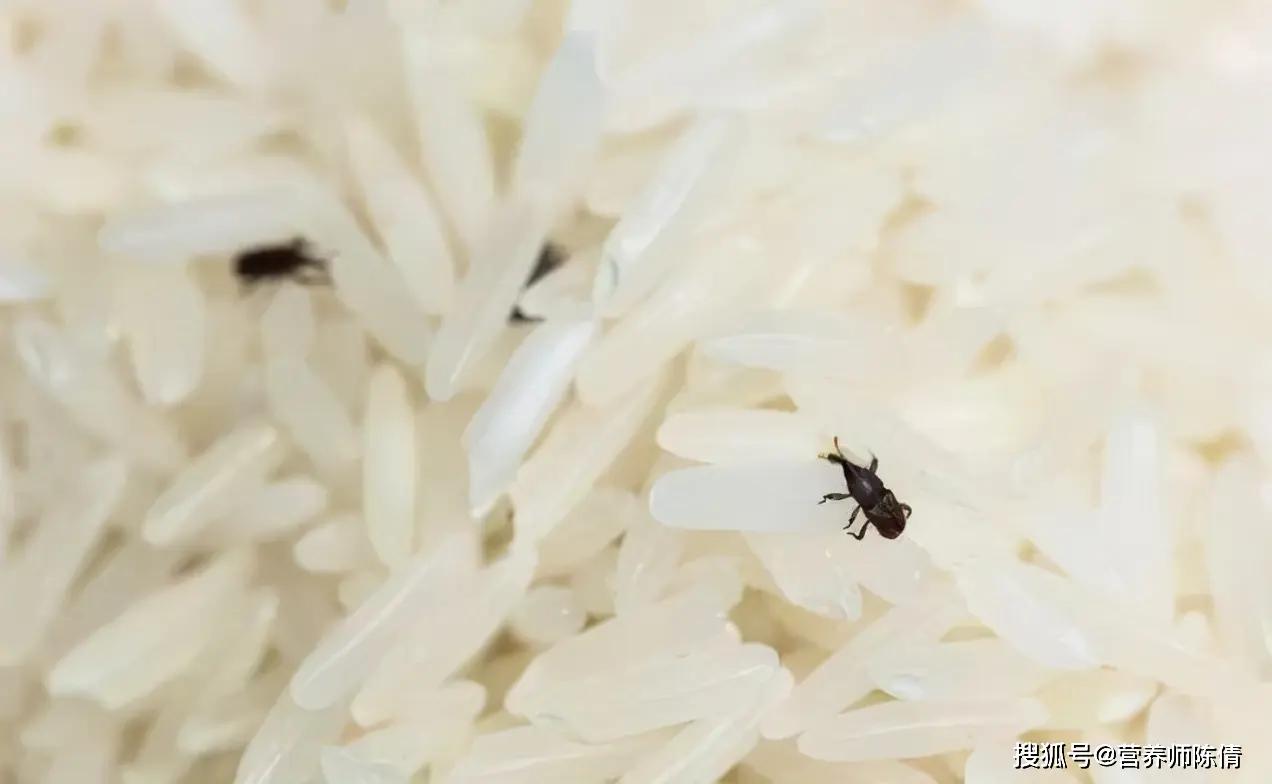 米袋里凭空出现的甲虫，你吃的每碗饭中，都可能含有它们的虫卵 - 知乎