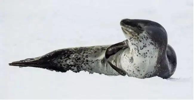 震撼 科学家首次发现 海豹会吃鲨鱼 阿波罗新闻网