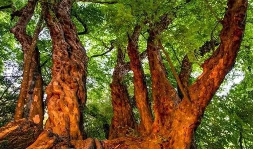 5 siêu cây lớn nhất Trái Đất: Một cây nặng 2.800 tấn, cây còn lại chiếm 8 mẫu Anh - Ảnh 1.