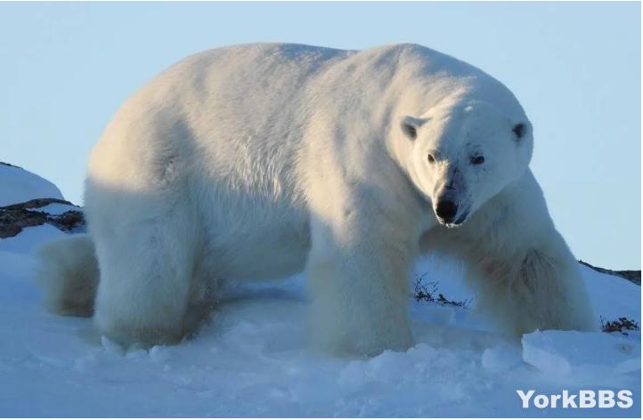 加拿大北極熊房頂坐一夜！幸好沒掉進家裡來