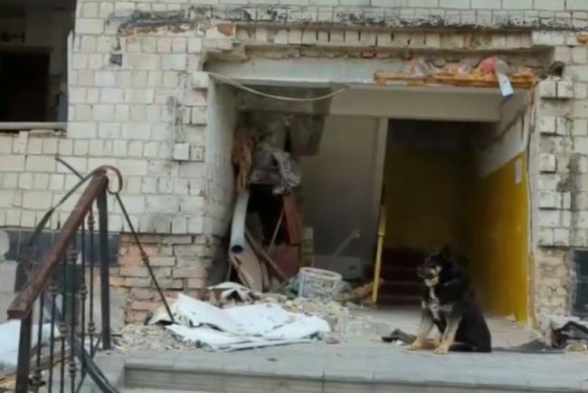 俄乌战争家园被毁：忠犬守门不离开