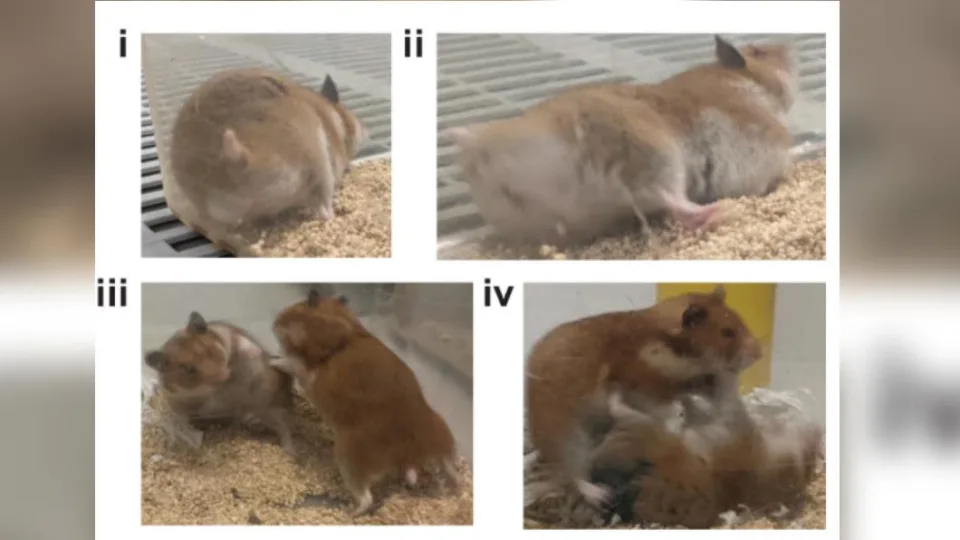 基因实验出包！科学家改造出“暴力仓鼠” 互相攻击撕咬