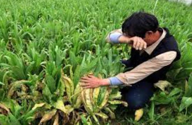 河南农民:菜烂在地里，降价70%卖不掉