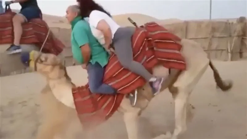 駱駝身上坐著兩名遊客。（圖／翻攝自reddit）