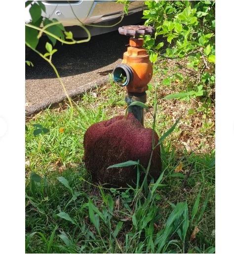 澳洲布里斯本一处消防栓被不明红色真菌体吞噬。(图撷自Reddit)