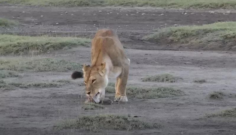 一隻母獅叼著獅子寶寶走在草原上，隨即坐下來幫寶寶舔舐身體，母愛爆發的畫面讓遊客直...
