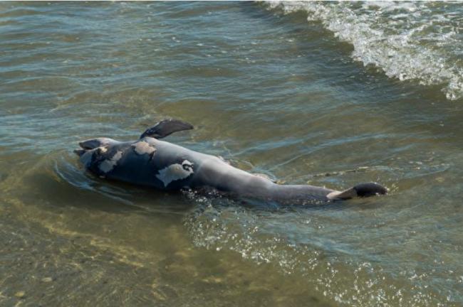 數千海豚海獅被衝上加州海岸死亡