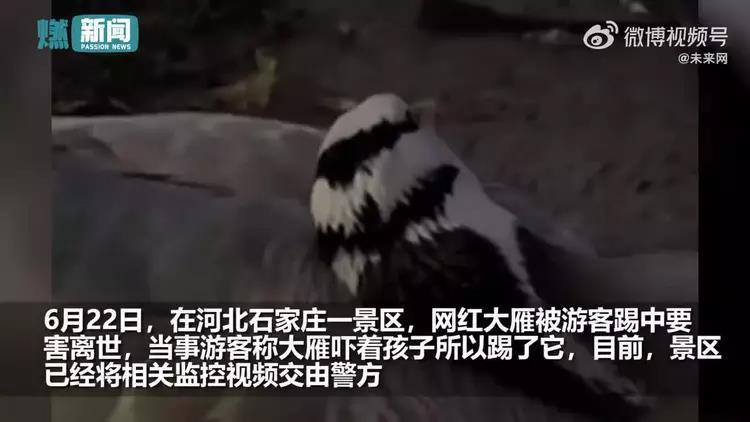 中网红大雁颈部被踢断死亡。（视频截图)