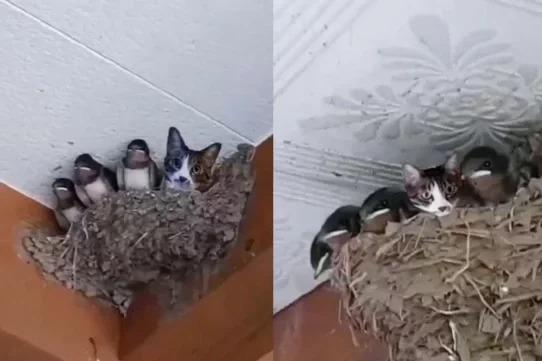 一只猫咪和一群小鸟窝在鸟巢的画面引来网友讨论。(图/取自推特@Solocuriosos_1)