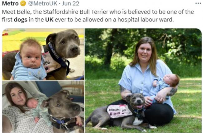 鬥牛犬變助產士：英國醫院開放第1隻狗狗陪