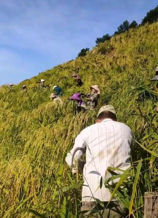 媒體：「水稻上山」已叫停，巨大損失誰來買單？