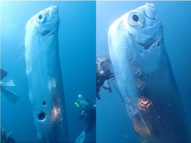 潜水浅海遇罕见“2m地震鱼”：与末日预兆共舞