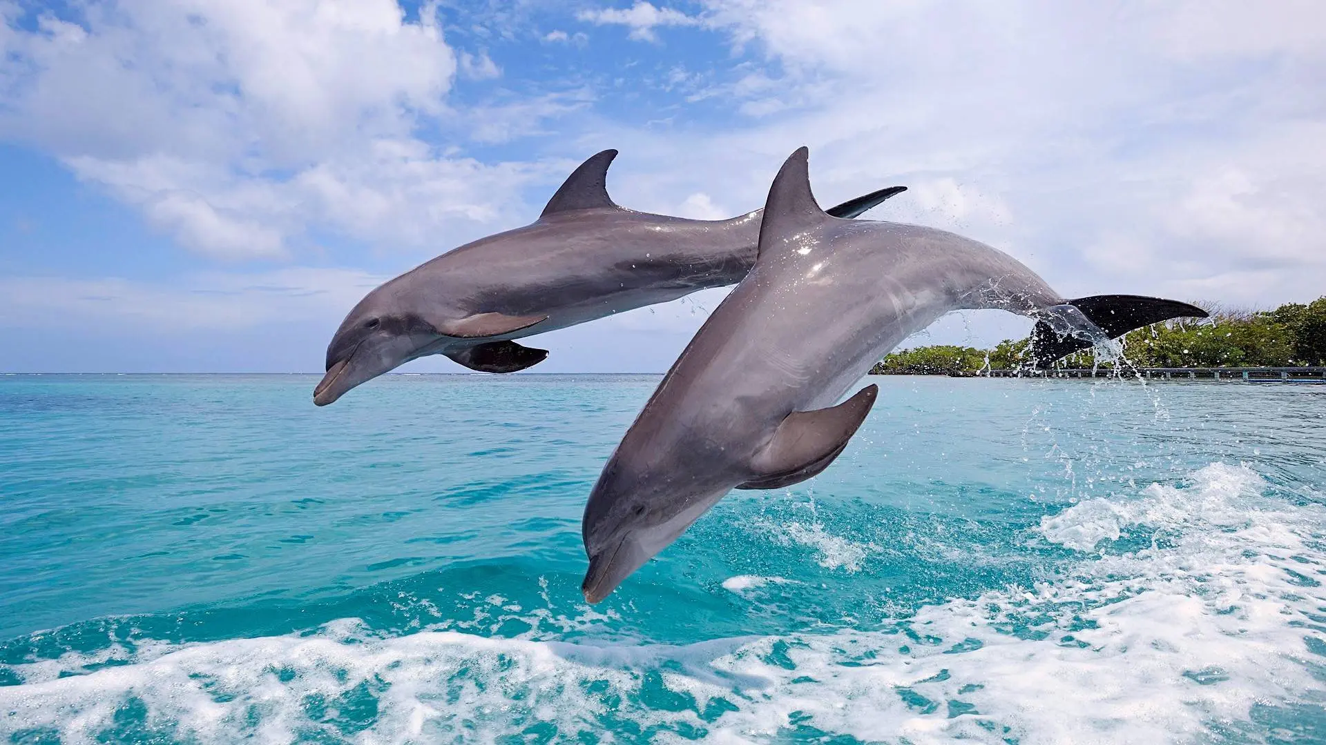 科学家们将海豚的回声定位信号转换成了图片，终于看到了它们角度人类的样子：迷迷糊糊还有点可爱…还有可能被海豚之间传来传去… | 英国那些事儿