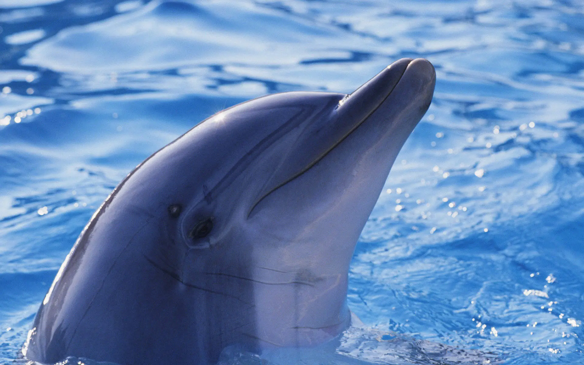 一头海豚自杀了，它的驯养师开始全世界喊停_凤凰网公益