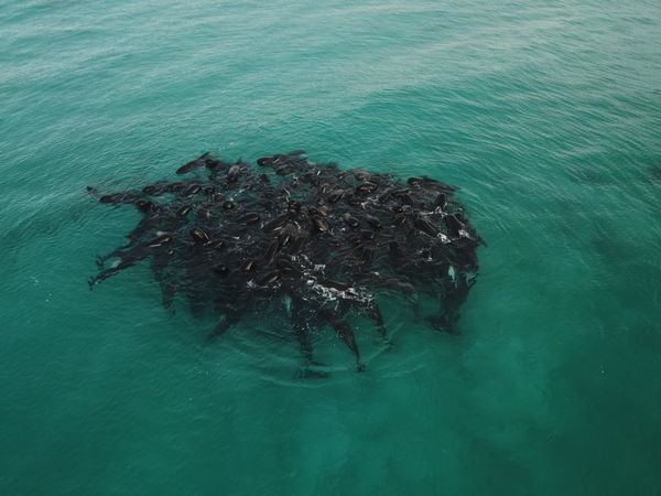 ▲▼西澳州海灘25日至少有50頭領航鯨擱淺。（組圖／路透）