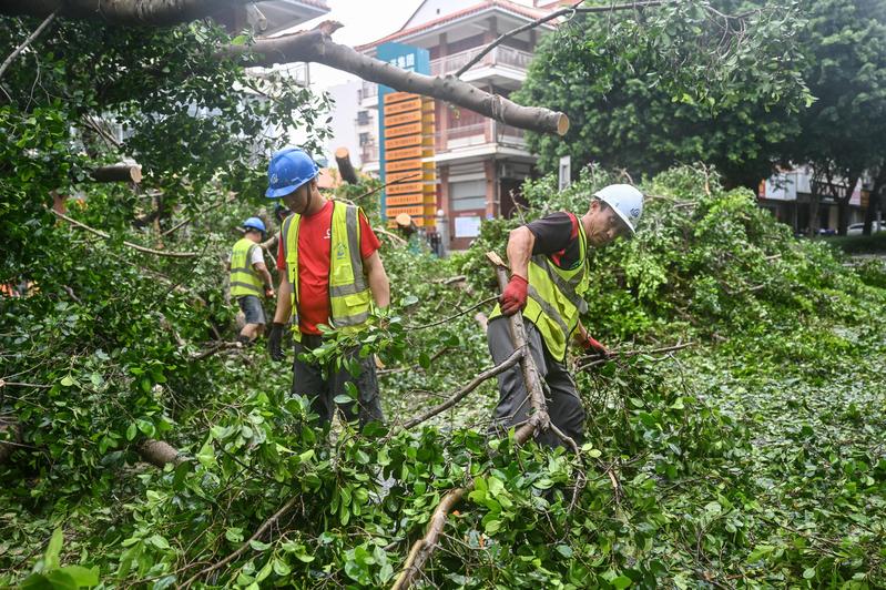 杜蘇芮過境後，29日泉州市政人員開始清理大量遭強風吹倒的路樹。（新華社）