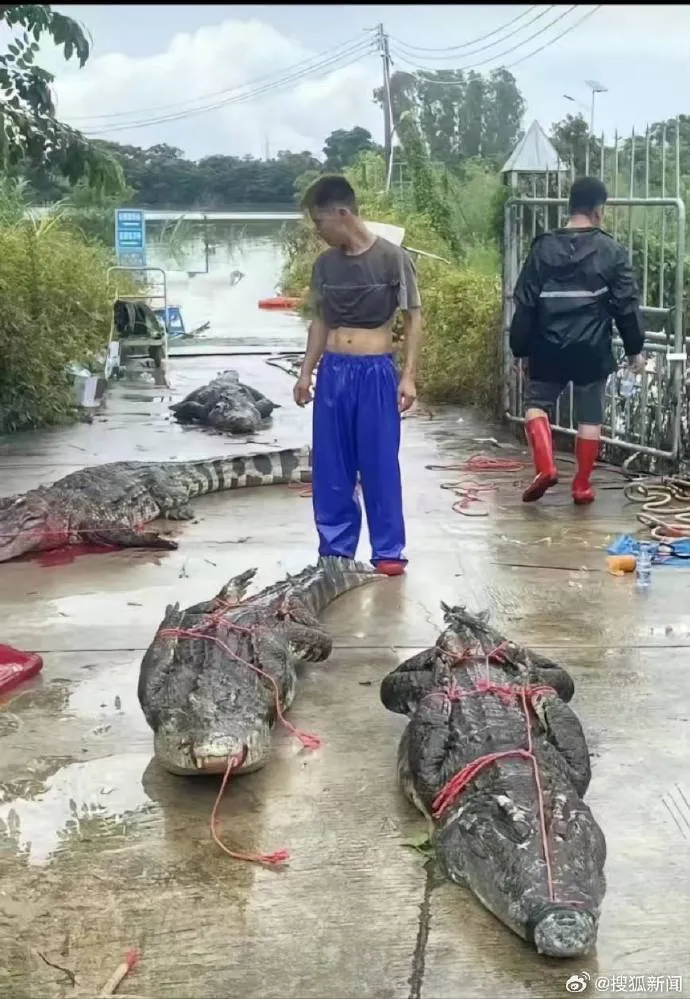 75条巨鳄集体出逃 广东官方疾呼：只抓到8只 别出门