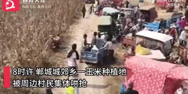 河南玉米田遭500村民哄抢，政府：是捡不是抢