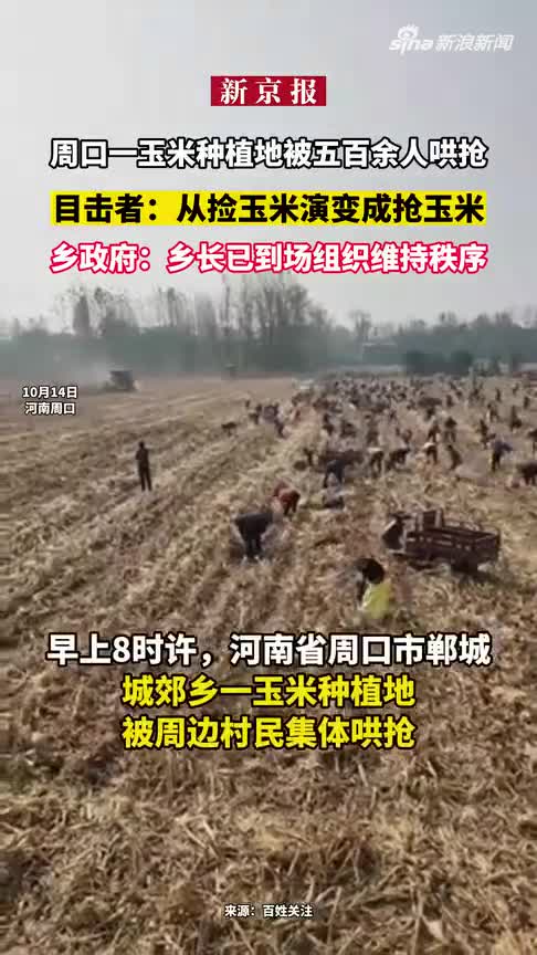河南玉米田遭500村民哄抢，政府：是捡不是抢