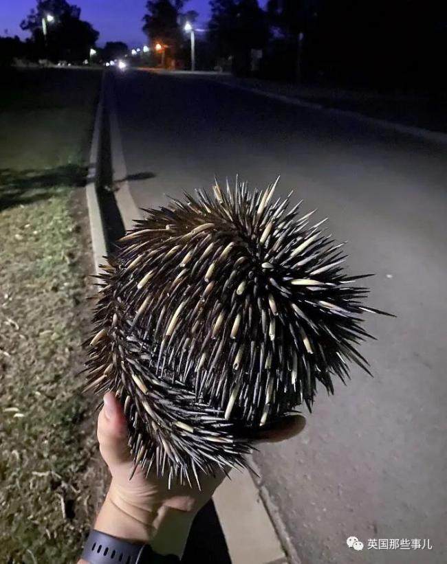 网友新一波狂野澳洲照片，随处可见的可怕生物