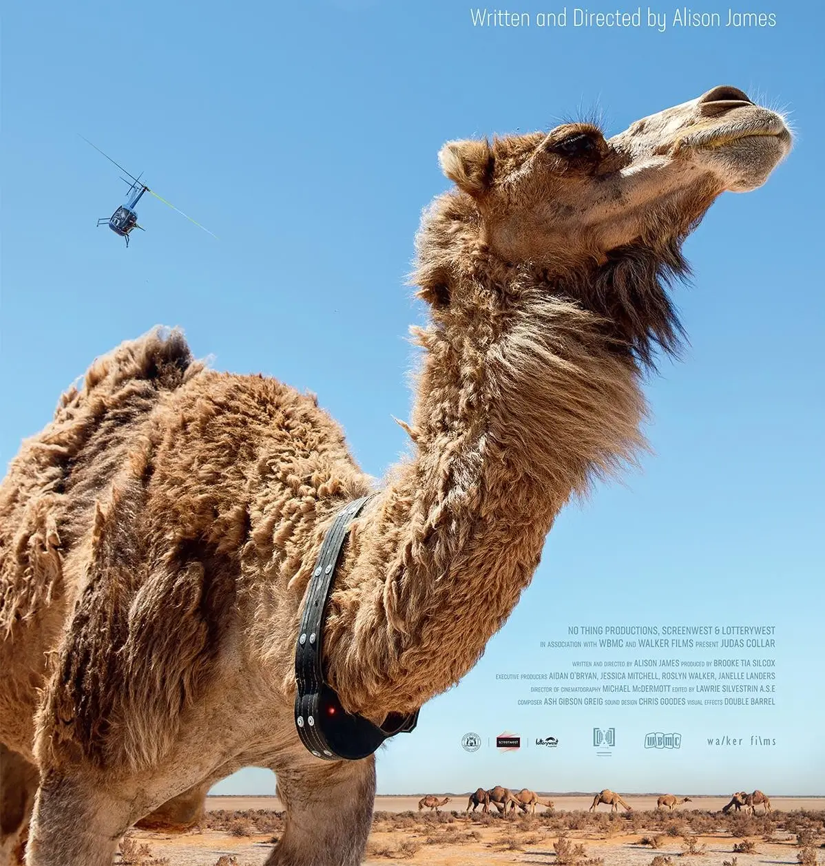 为消灭100万骆驼，澳大利亚在驼群安插叛徒，它们却选择保护驼群