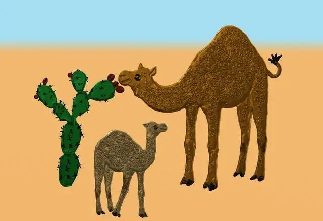 駱駝為什麼能吃仙人掌，它們就不怕扎嘴嗎？看看它的嘴你就明白了