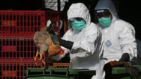33歲中國女子感染罕見禽流感病毒死亡