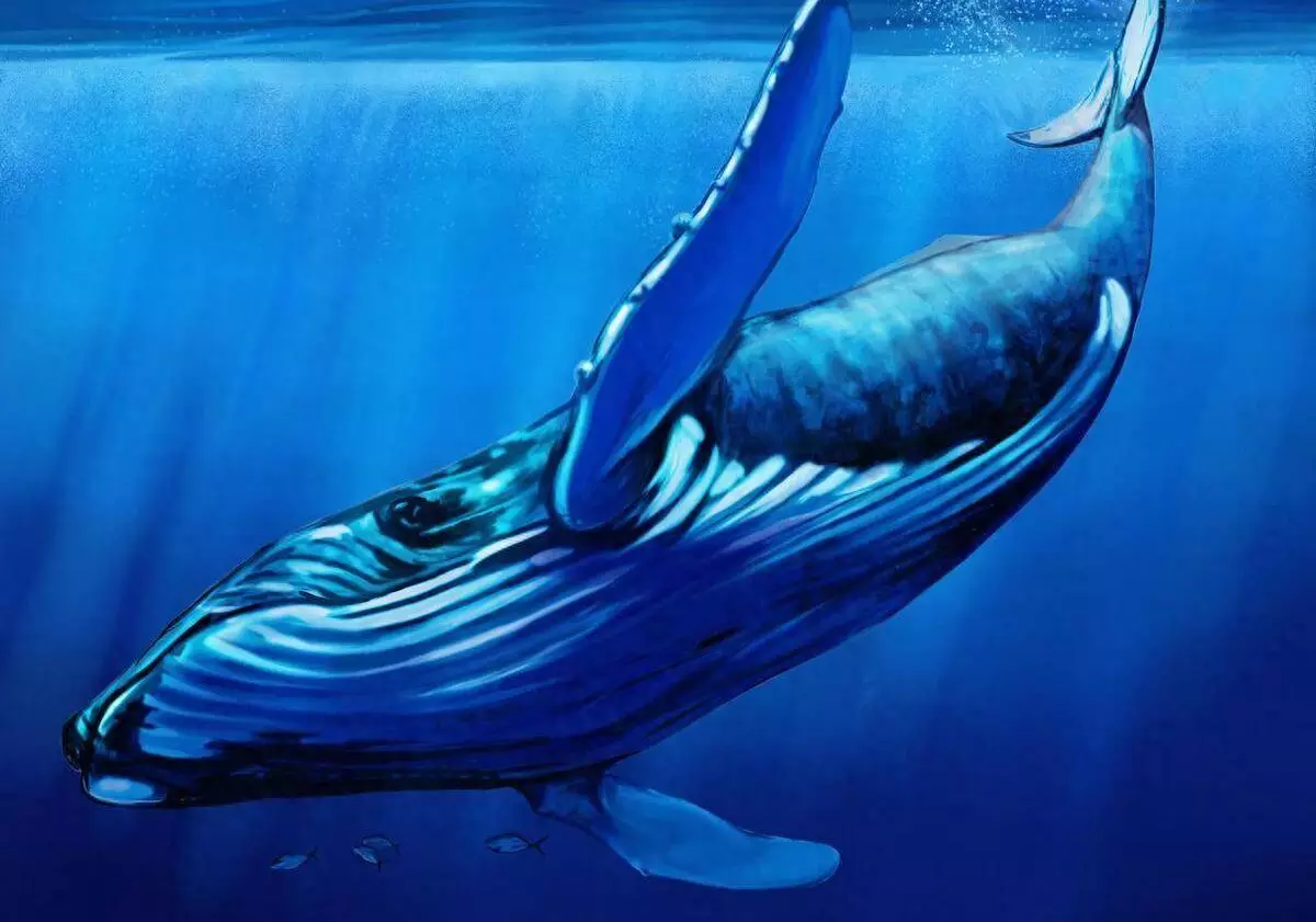 地球上最大的吃货，一口能吞下4吨食物，蓝鲸它有天敌吗？