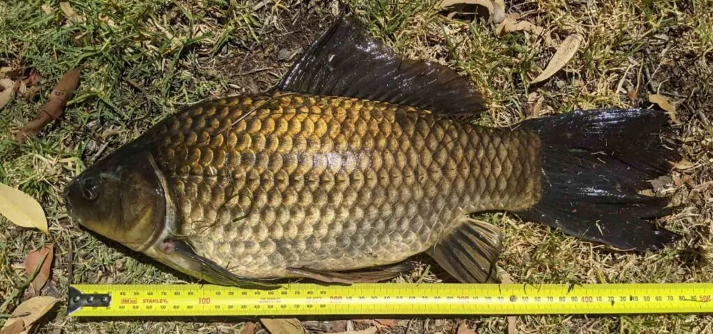 澳洲男捞到“世界最长金鱼” 为何立刻将它安乐死
