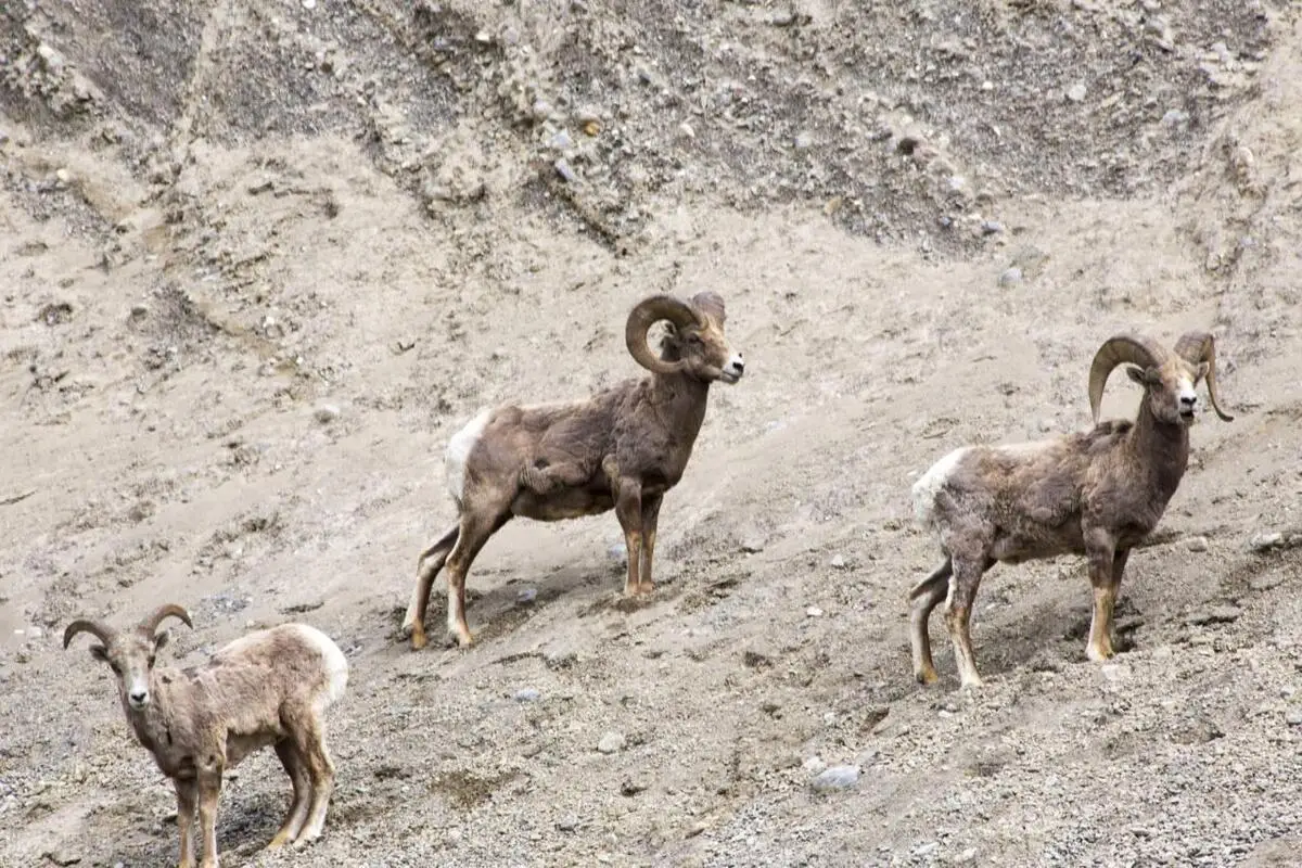 甘肃出现大量岩羊，在陡峭悬崖上蹿下跳觅食，不怕掉下来摔死吗？