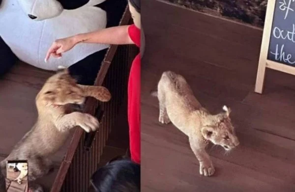 中国籍女子在普吉岛被捕 因为在酒店里养狮子…