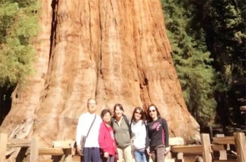 世界上最大的树，超3500年树龄，重2800吨，你见过吗？