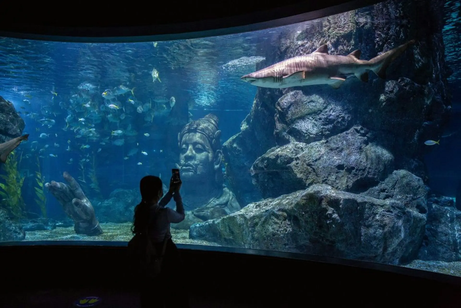 图为泰国曼谷一名参观者在水族馆内拍照。（Getty）
