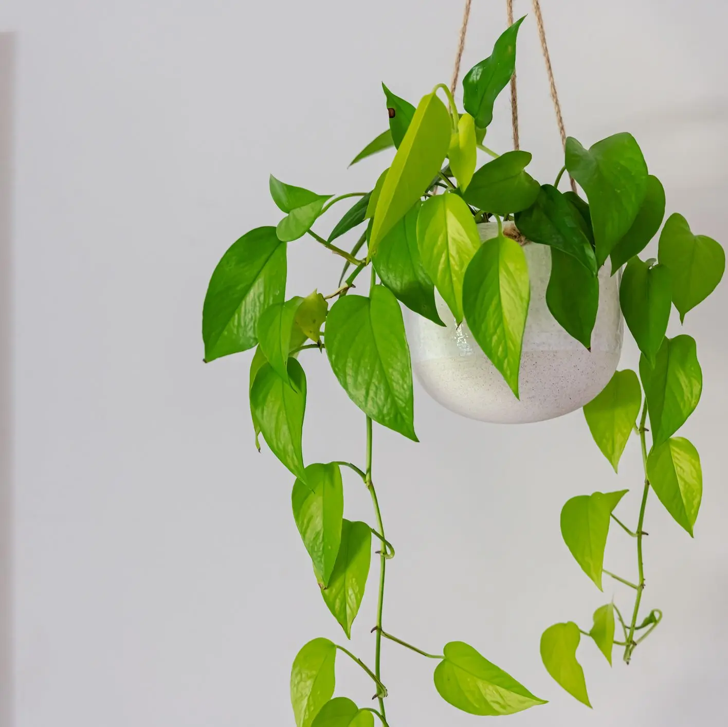 5种适合室内种植的居家盆栽 是“天然空气净化机” 摆对还能招财