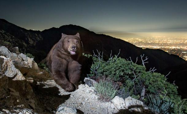 「微笑」黑熊俯瞰帕薩迪納,照片爆火