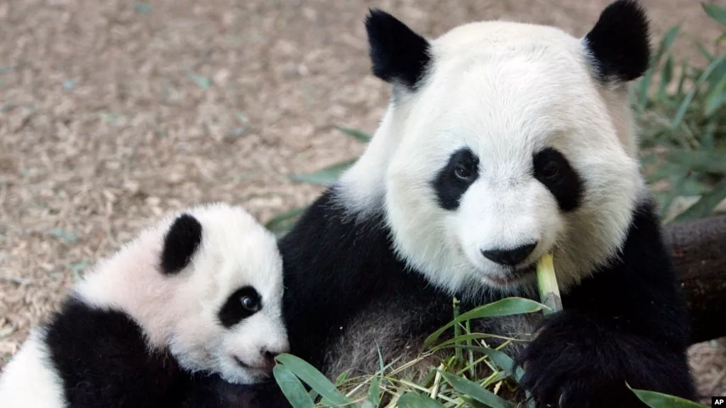 美國最後一組大熊貓今秋返回中國