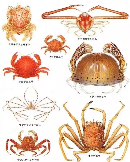 日本愛情旅館「禁止帶螃蟹」，另網友腦洞大開…