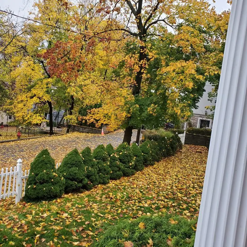 新泽西州新居屋前的落叶。(图／作者提供)