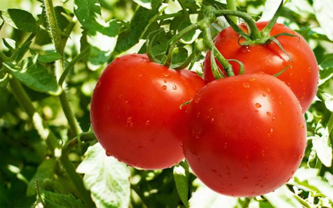 為什麼現在的西紅柿越來越沒味