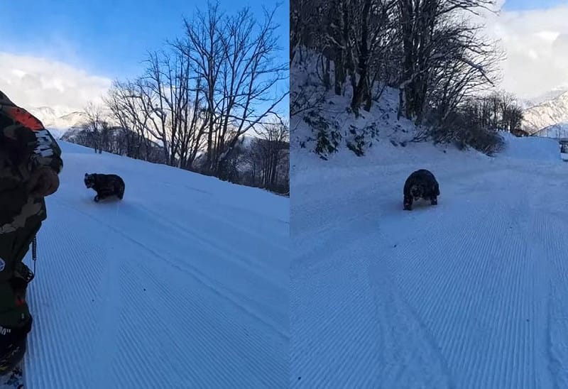 日本職業滑雪選手黑木誠最近在長野縣滑雪場滑雪時,一頭黑熊突然出現在滑雪道上追趕他。 圖:翻攝自mk2black/IG