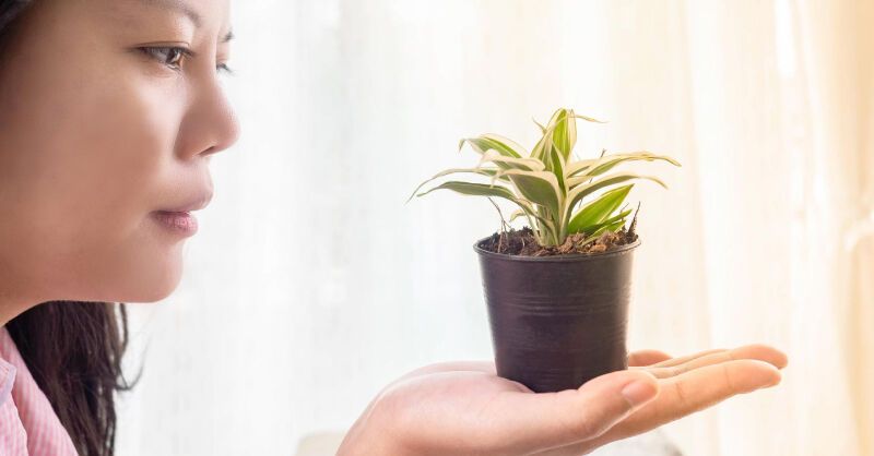 萤幕看久眼压高？医推2种“最强护眼植物”像帮眼睛做SPA