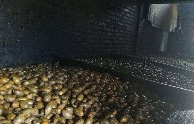 這水果是毒品！中國卻有6000萬人上癮