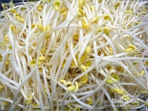 無根豆芽的培育方法