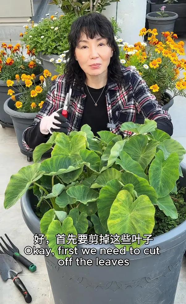張曼玉香港豪華天台曝光，法國的花園更大氣