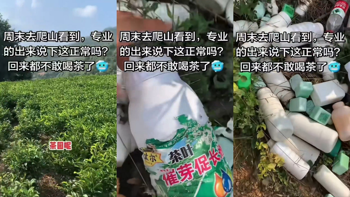 中國茶還敢喝嗎?茶園堆滿農藥瓶影片曝光(多視頻)