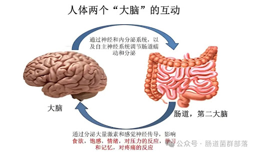 科学家终于找到人体情绪总开关