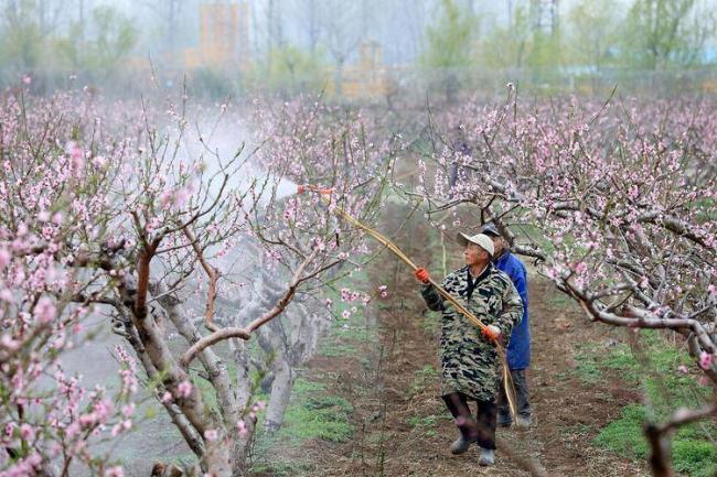 “植物燕窝”：当年烂大街没人要，如今60元一斤