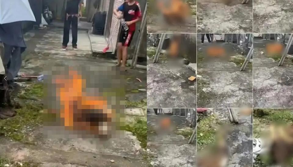广东4名男童虐杀幼犬 烧死狗妈妈 全网震怒