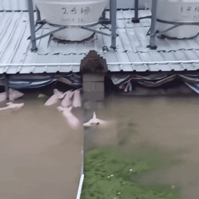 請把目光分一點給洪水,廣西,挺住